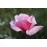 Blossomtime