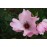 Dainty Bess