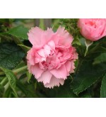 Pink Grootendorst