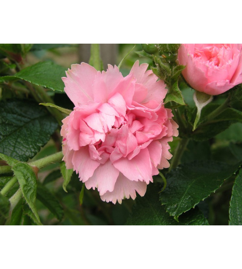 Pink Grootendorst
