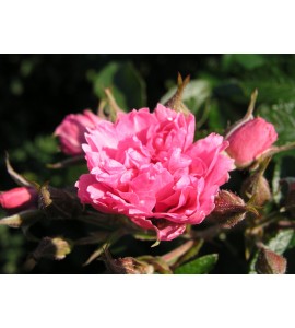 Pink Grootendorst