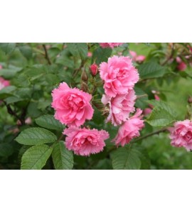 Pink Grootendorst