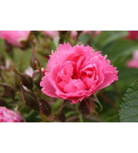 Pink Grootendorst