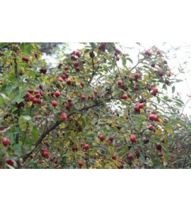 Rosa villosa Karpatia