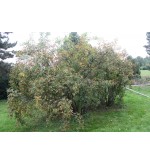 Rosa villosa Karpatia