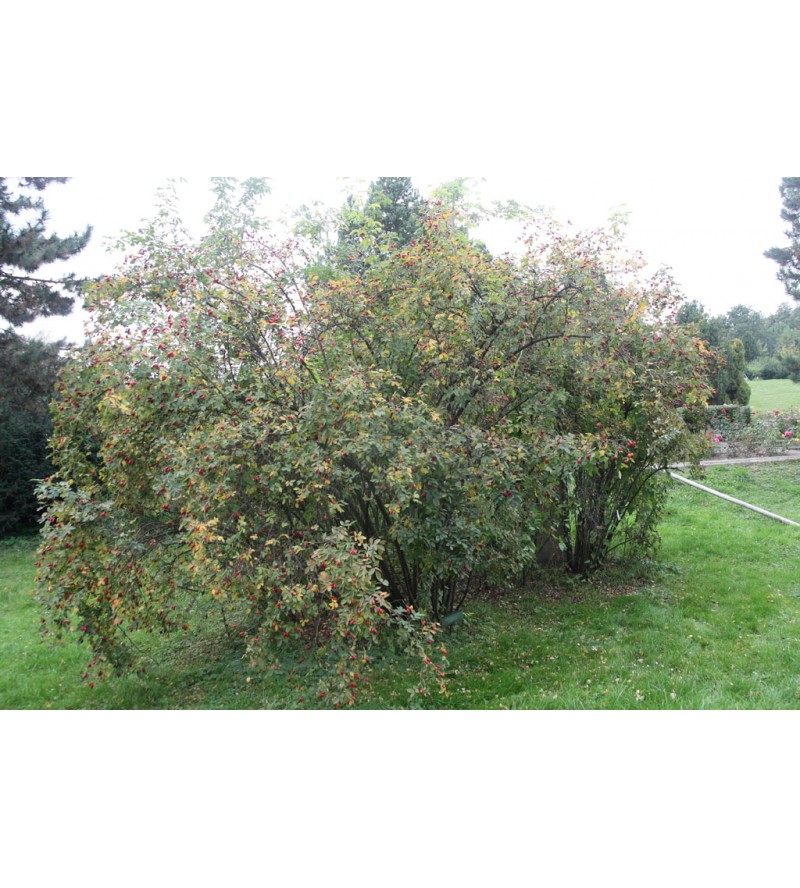Rosa villosa Karpatia