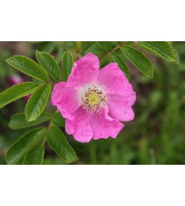 Violeta