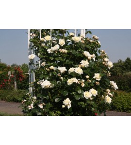 White Cockade
