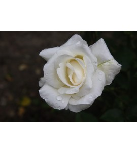 White Cockade