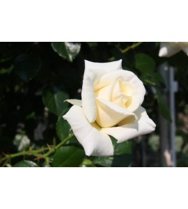 White Cockade
