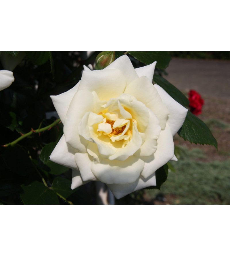 White Cockade