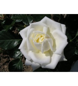 White Cockade