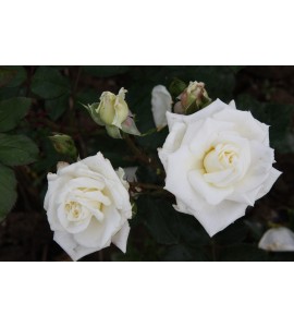 White Cockade