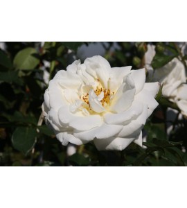 White Cockade