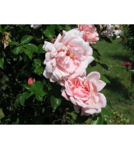 Albertine