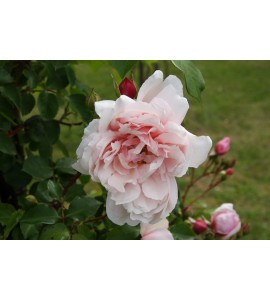 Albertine