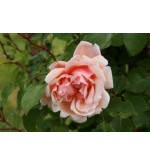 Albertine