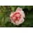 Albertine