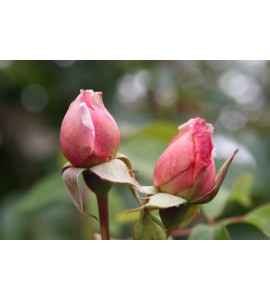 Albertine