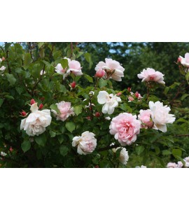 Albertine