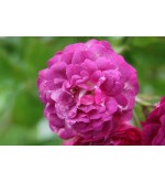 Blue Magenta
