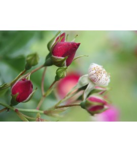 Bloomfild Courage