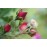 Bloomfild Courage