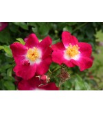 Bloomfild Courage