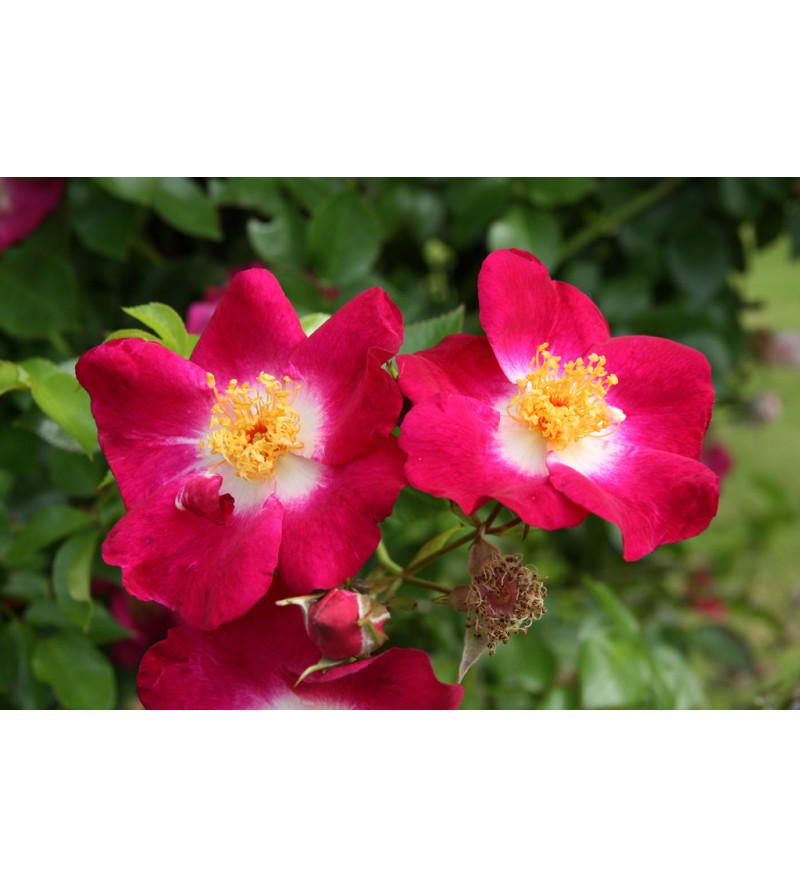 Bloomfild Courage