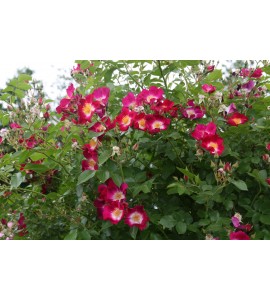 Bloomfild Courage