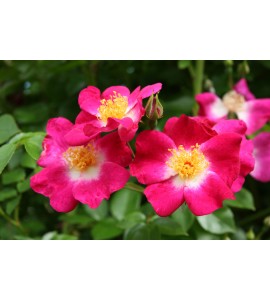 Bloomfild Courage