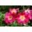 Bloomfild Courage