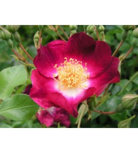Bloomfild Courage