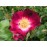 Bloomfild Courage