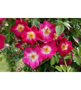Bloomfild Courage