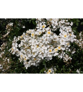 Rosa Filipes Kiftsgate