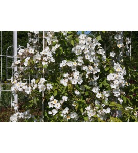 Rosa Filipes Kiftsgate