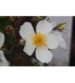 Rosa Filipes Kiftsgate