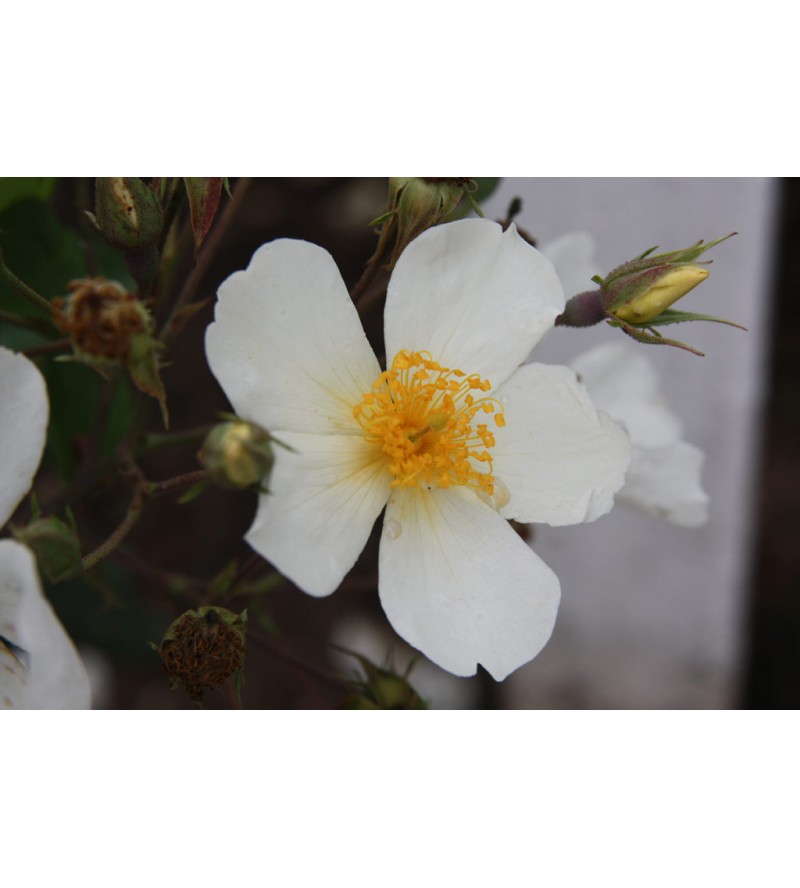 Rosa Filipes Kiftsgate