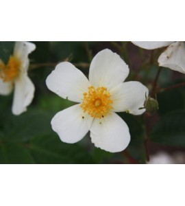 Rosa Filipes Kiftsgate