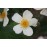 Rosa Filipes Kiftsgate
