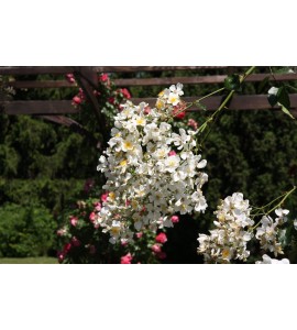 Rosa Filipes Kiftsgate
