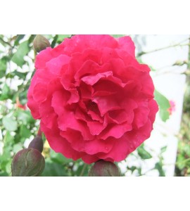 Paul´s Scarlet Climber