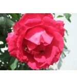 Paul´s Scarlet Climber