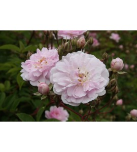 Paul's Himalayan  Musk
