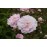 Paul's Himalayan  Musk