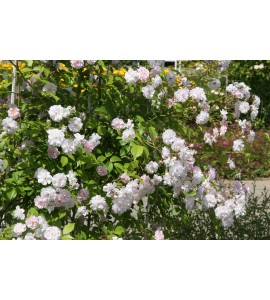 Paul's Himalayan  Musk