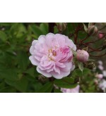 Paul's Himalayan  Musk