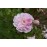 Paul's Himalayan  Musk