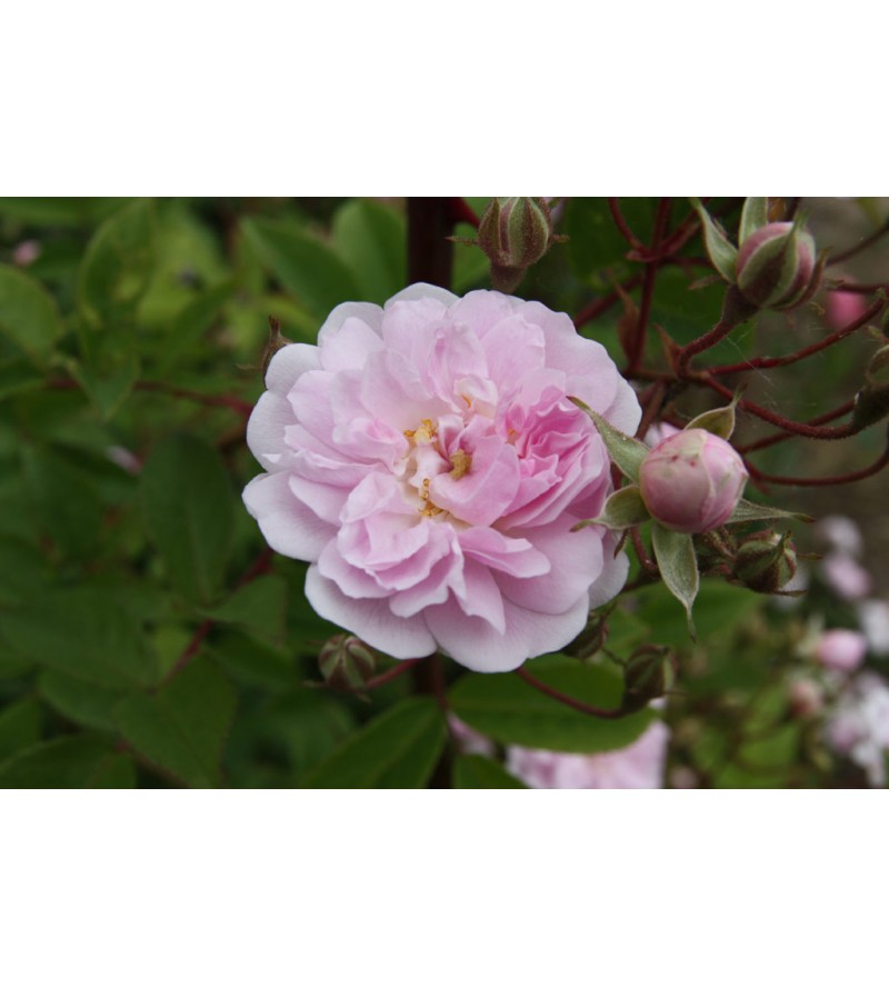 Paul's Himalayan  Musk